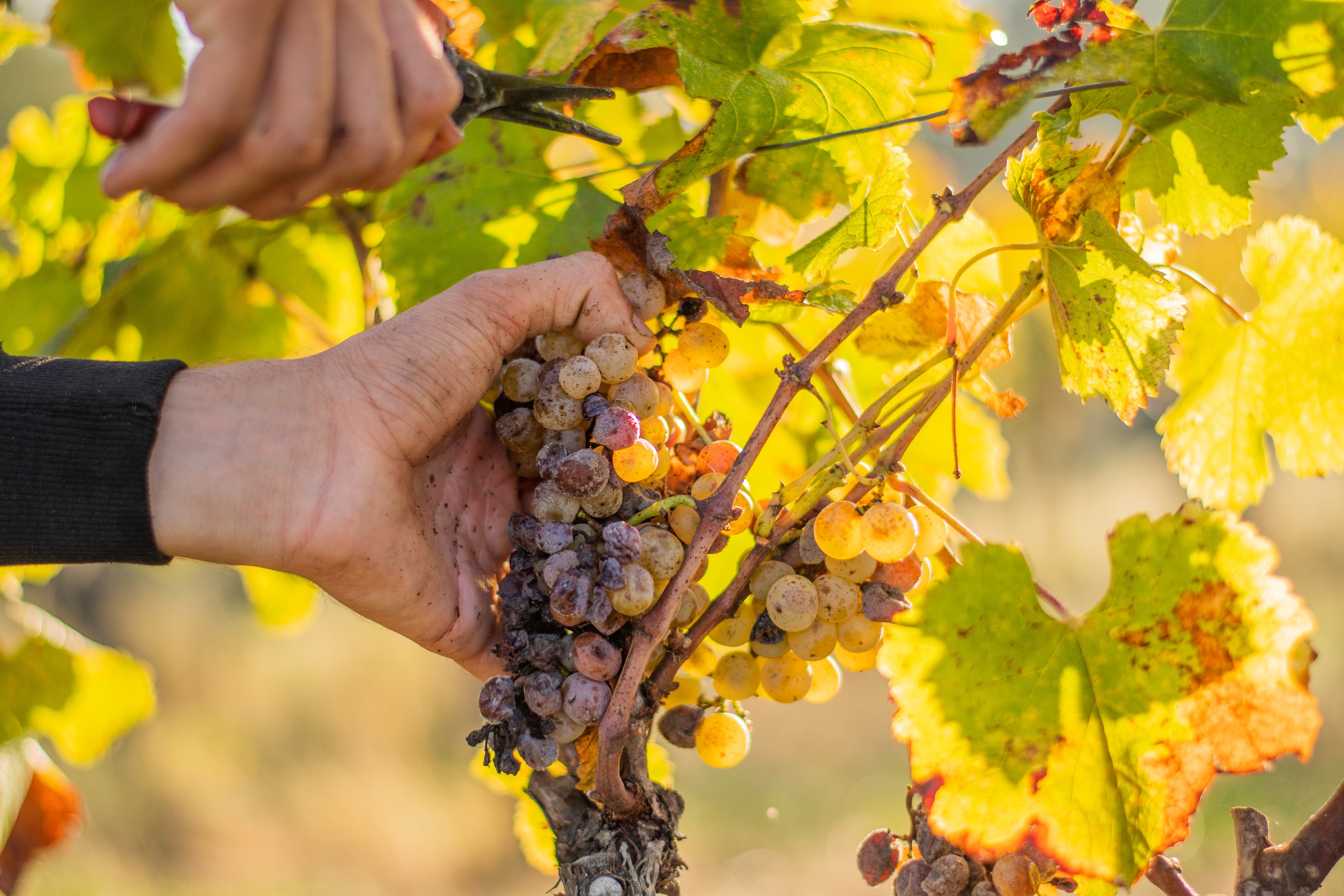 Repas des Vendanges - Chateau d'Arche